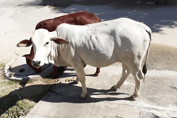 steptodown.com493035